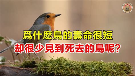 看到死掉的鳥|鳥的壽命很短，為什麼很難見到死去的鳥？這下可算明。